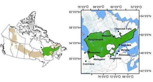 Figure 11: Woodland Caribou QC-6 Range, Boreal Population Identified in the Woodland Caribou Recovery Strategy (Rangifer tarandus caribou), Boreal Population, Canada
