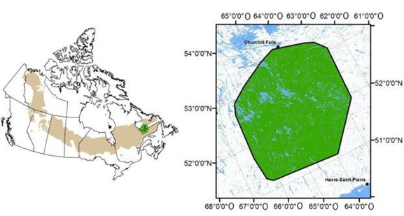 Figure 12: Woodland Caribou NL-1 Range, Boreal Population Identified in the Woodland Caribou Recovery Strategy (Rangifer tarandus caribou), Boreal Population, Canada